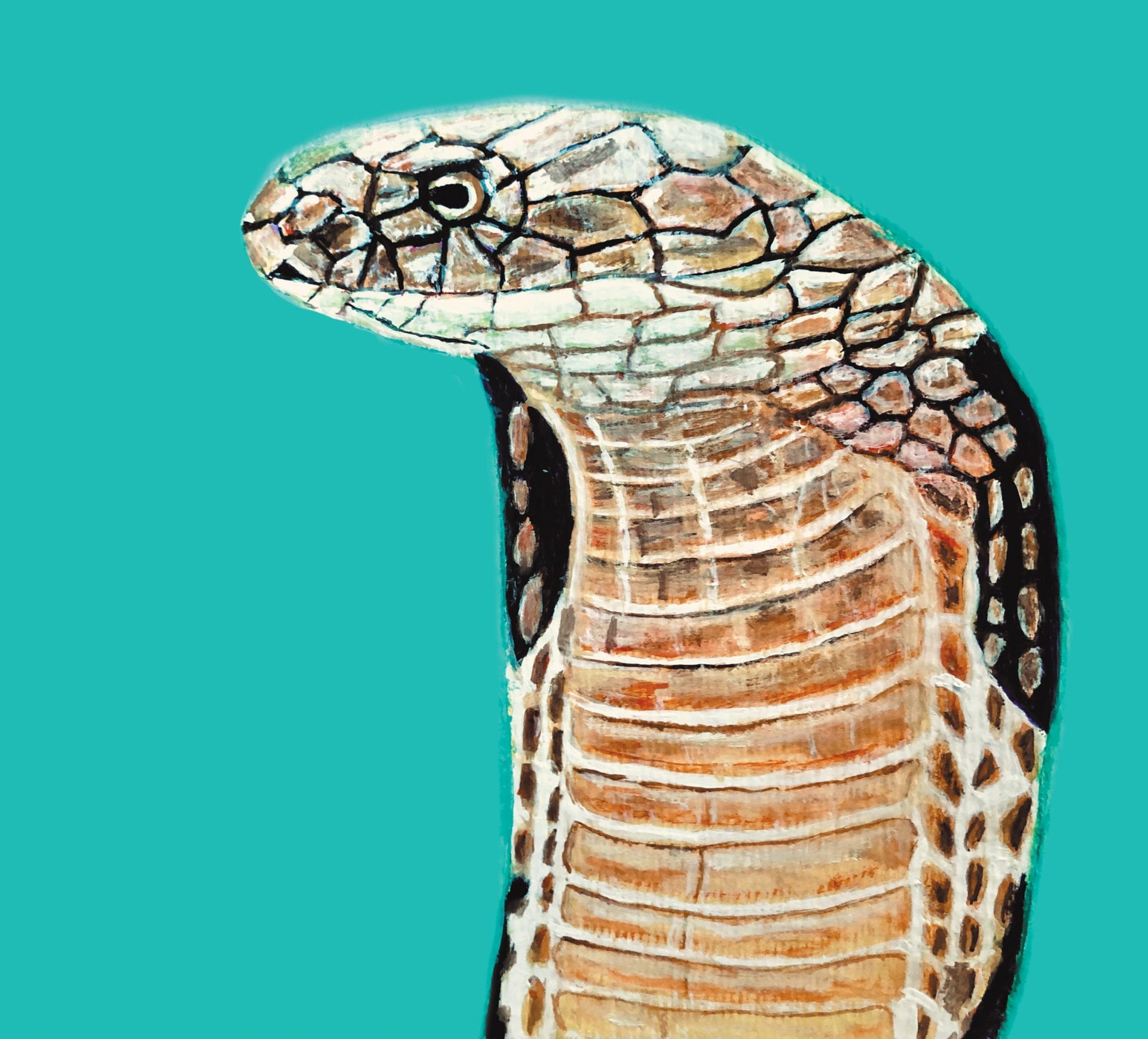 Cobra by Jonny DeStefano