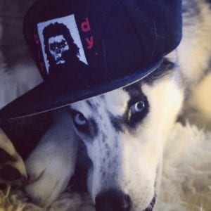 Husky in ball cap
