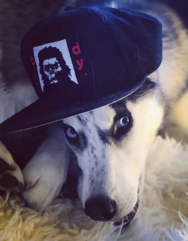 Husky in ball cap