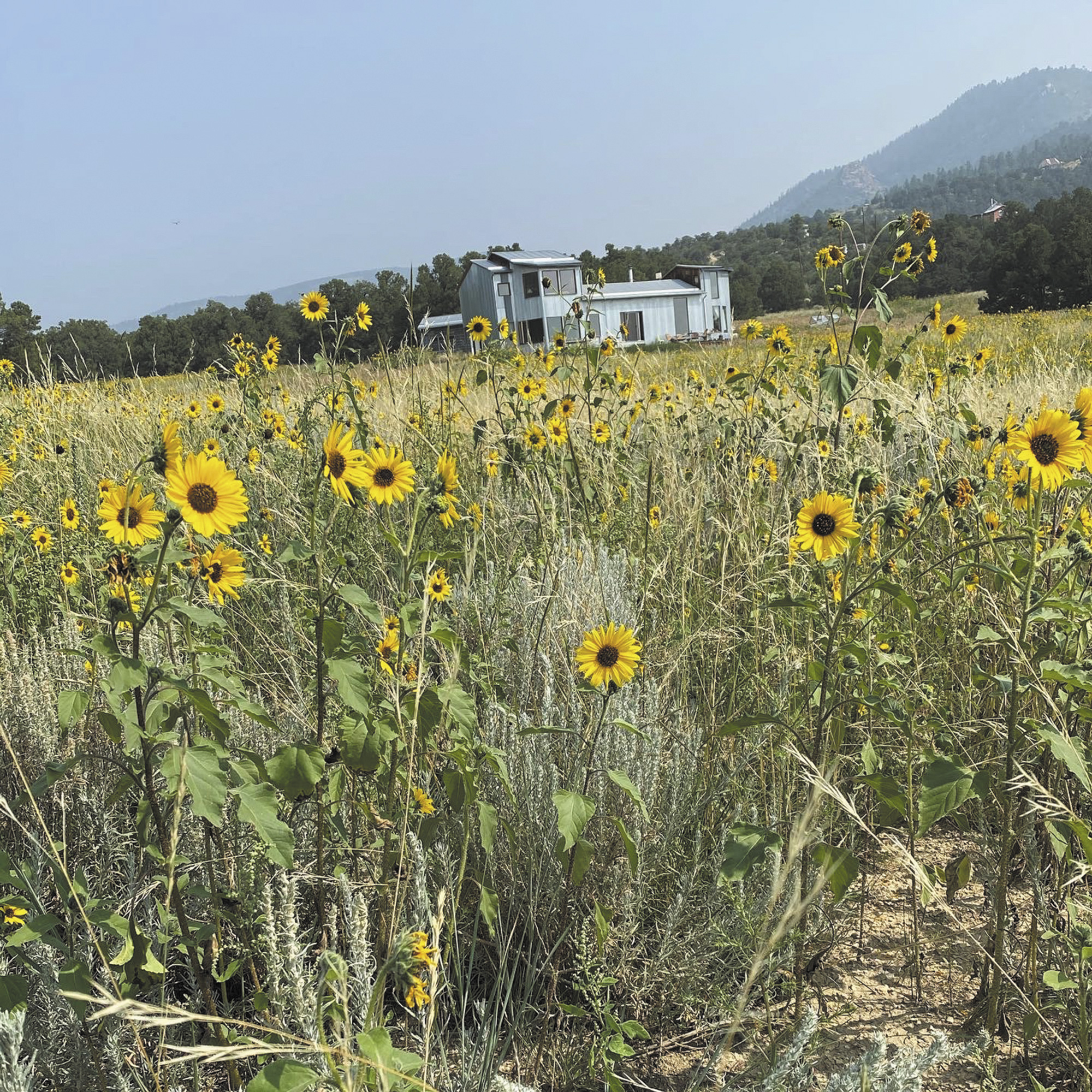 The World Needs More Libres_LindaFlemming_Beatie_Wolfe_12.-My-house-in-sunflowers--2021