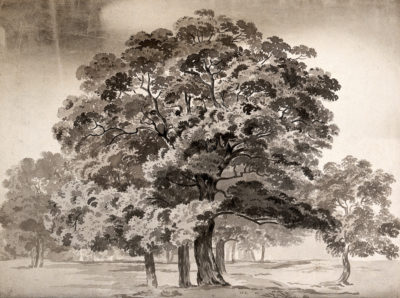 A_group_of_trees._Wash_drawing._Wellcome_V0043530_It Was A Sunlight Fearless Day By Herscho Duds