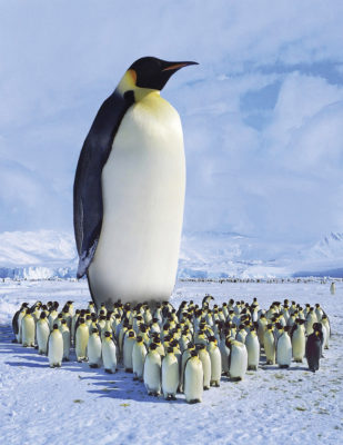 JashTracey_Penguin_024