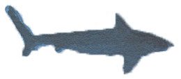 Tiny Shark from The Den Artwork piece by Graham Franciose