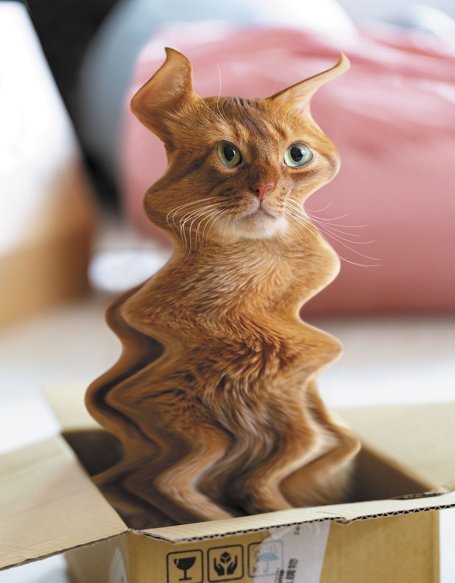 Wavy Cat by Matt McCarthy