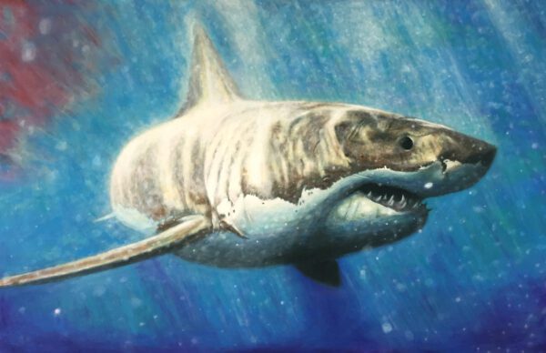 Great White Shark Print – Large Fine Art Giclée - Image 2